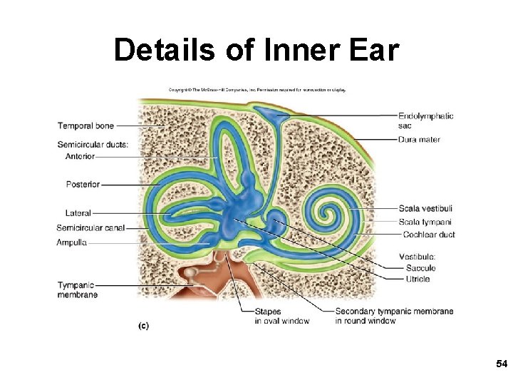 Details of Inner Ear Fig. 16. 12 c 54 