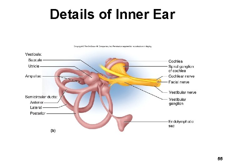 Details of Inner Ear 55 