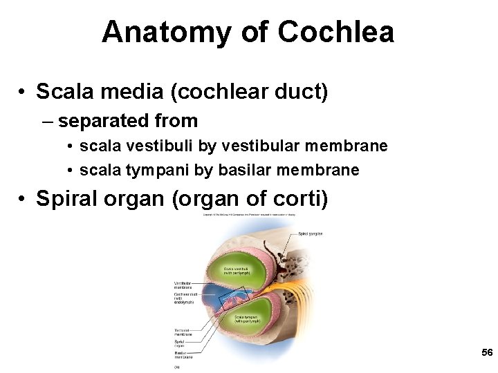 Anatomy of Cochlea • Scala media (cochlear duct) – separated from • scala vestibuli