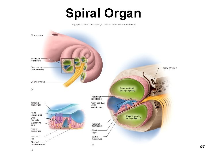 Spiral Organ 57 