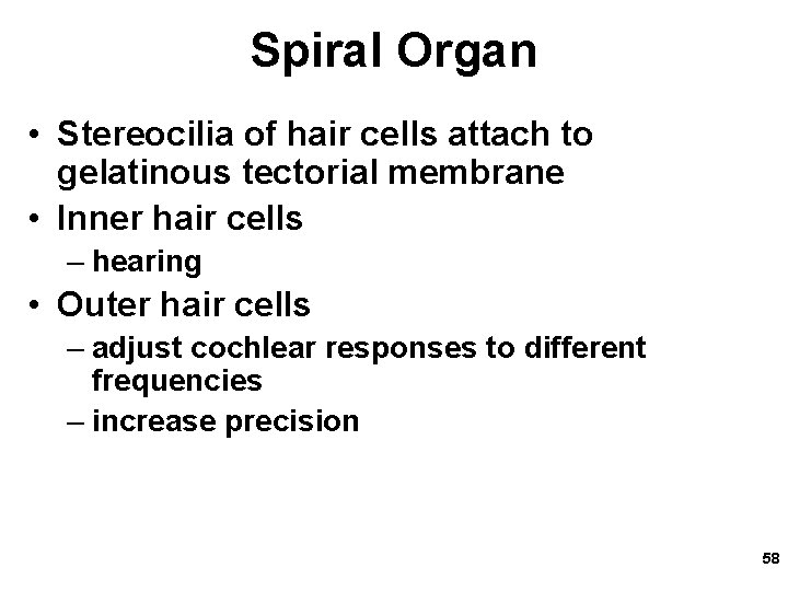 Spiral Organ • Stereocilia of hair cells attach to gelatinous tectorial membrane • Inner