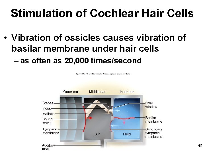 Stimulation of Cochlear Hair Cells • Vibration of ossicles causes vibration of basilar membrane