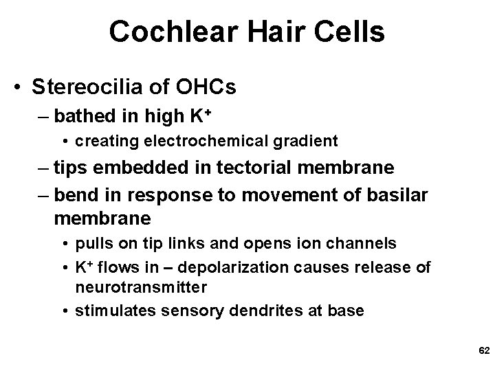 Cochlear Hair Cells • Stereocilia of OHCs – bathed in high K+ • creating