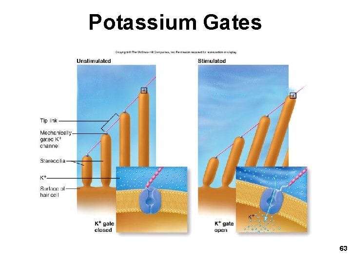 Potassium Gates 63 