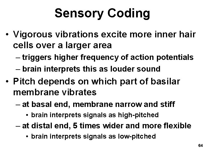 Sensory Coding • Vigorous vibrations excite more inner hair cells over a larger area