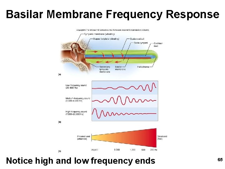 Basilar Membrane Frequency Response Notice high and low frequency ends 65 