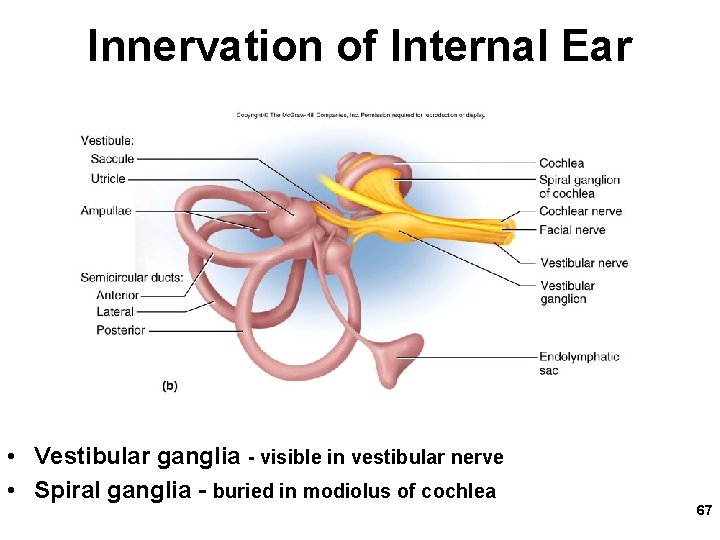 Innervation of Internal Ear • Vestibular ganglia - visible in vestibular nerve • Spiral