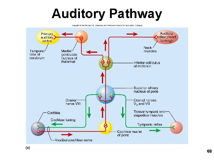 Auditory Pathway 68 