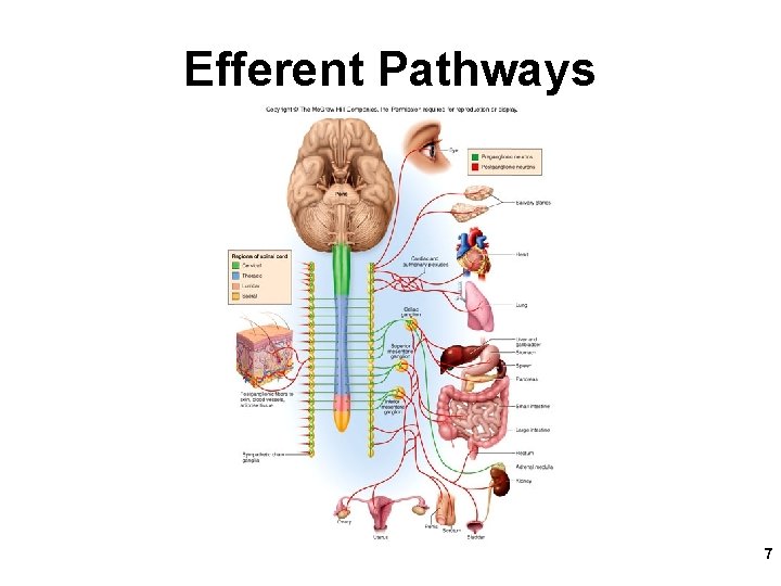 Efferent Pathways 7 