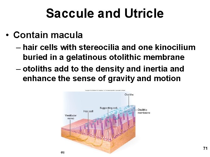 Saccule and Utricle • Contain macula – hair cells with stereocilia and one kinocilium