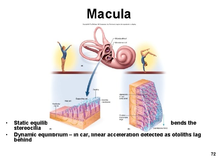 Macula • • Static equilibrium - when head is tilted, weight of membrane bends