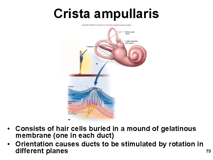 Crista ampullaris • Consists of hair cells buried in a mound of gelatinous membrane