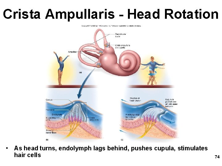 Crista Ampullaris - Head Rotation • As head turns, endolymph lags behind, pushes cupula,