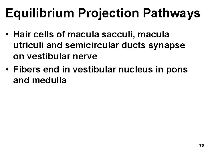 Equilibrium Projection Pathways • Hair cells of macula sacculi, macula utriculi and semicircular ducts