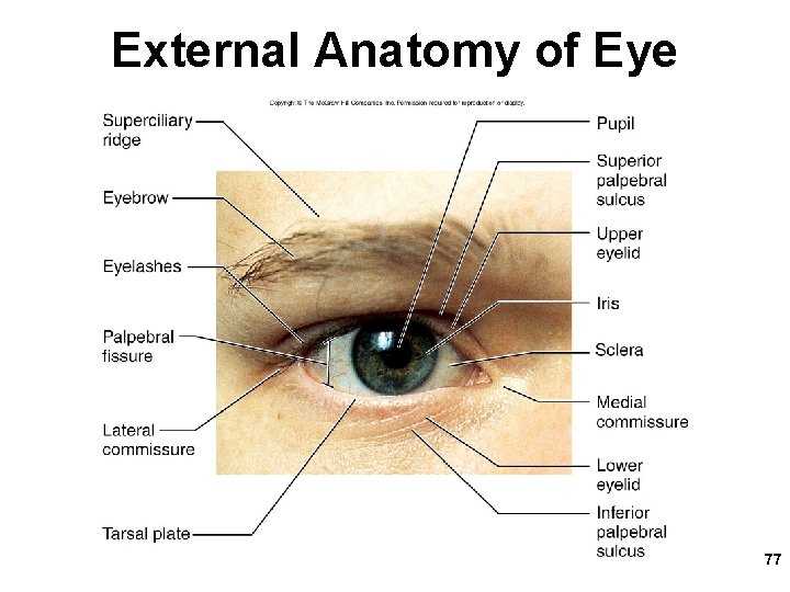 External Anatomy of Eye 77 