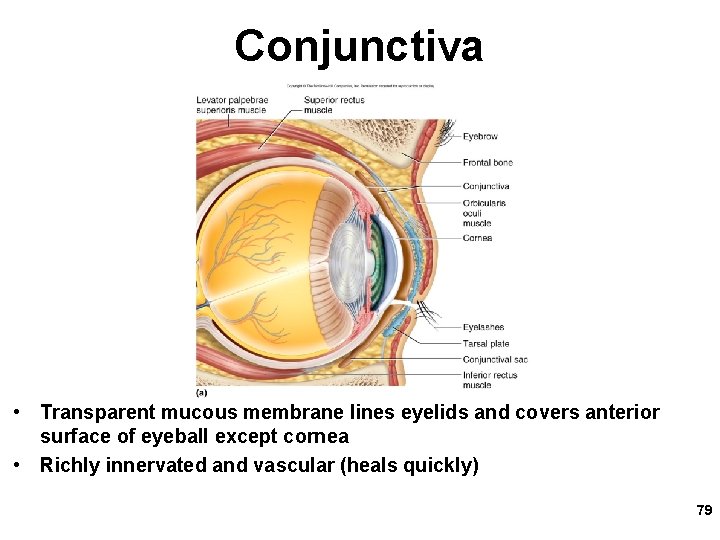 Conjunctiva • Transparent mucous membrane lines eyelids and covers anterior surface of eyeball except