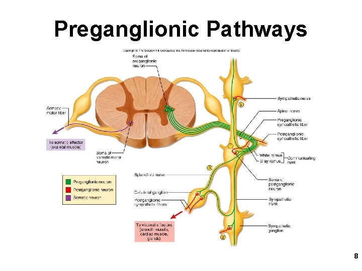 Preganglionic Pathways 8 