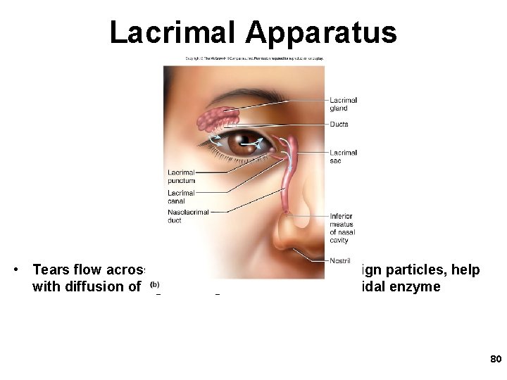 Lacrimal Apparatus • Tears flow across eyeball help to wash away foreign particles, help