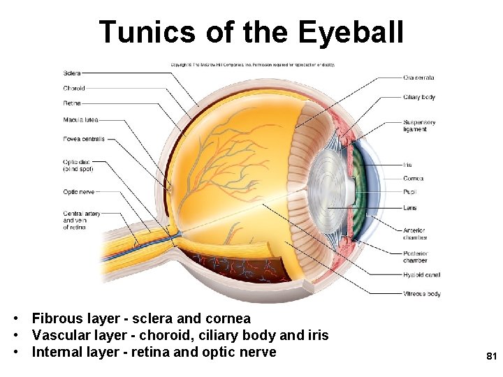 Tunics of the Eyeball • Fibrous layer - sclera and cornea • Vascular layer