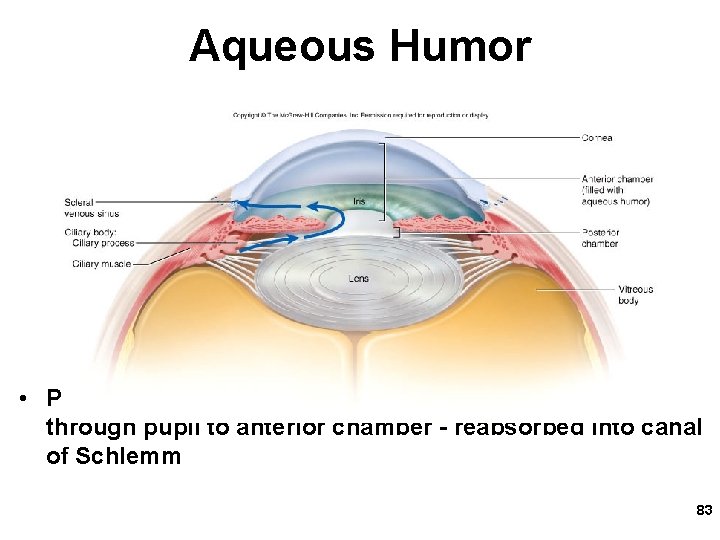 Aqueous Humor • Produced by ciliary body, flows to posterior chamber through pupil to