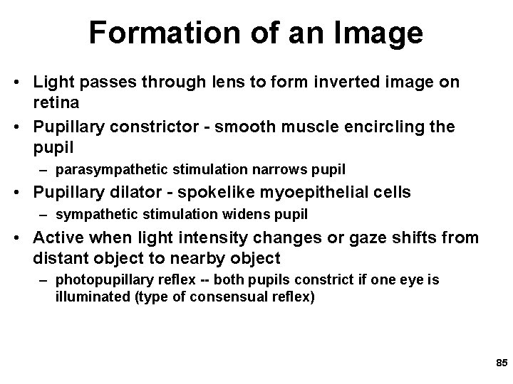 Formation of an Image • Light passes through lens to form inverted image on