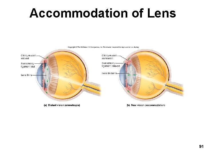 Accommodation of Lens 91 