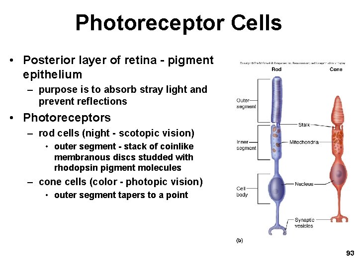 Photoreceptor Cells • Posterior layer of retina - pigment epithelium – purpose is to