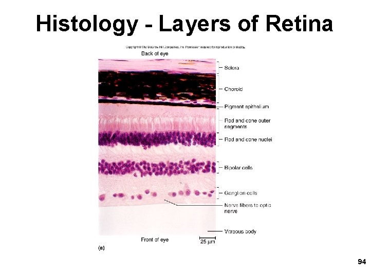 Histology - Layers of Retina 94 