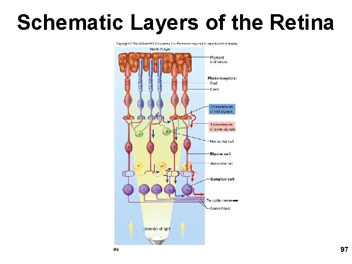 Schematic Layers of the Retina 97 