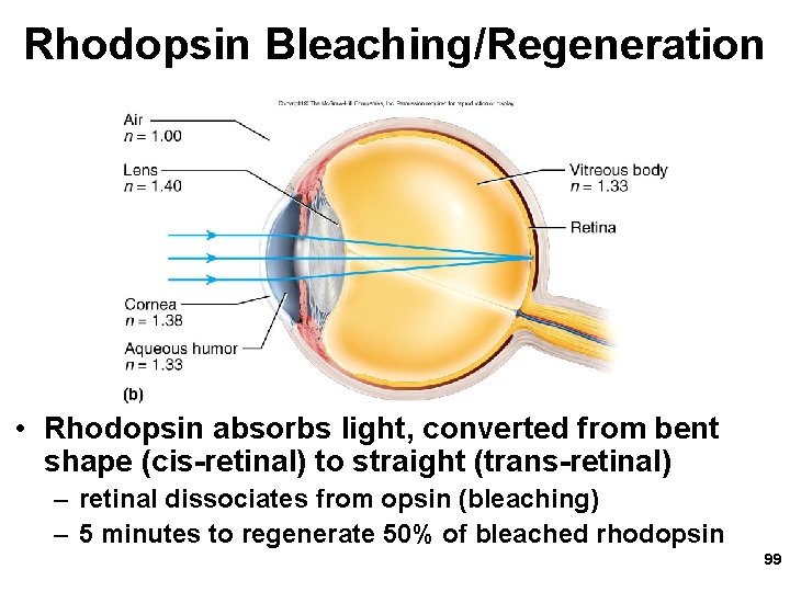 Rhodopsin Bleaching/Regeneration • Rhodopsin absorbs light, converted from bent shape (cis-retinal) to straight (trans-retinal)