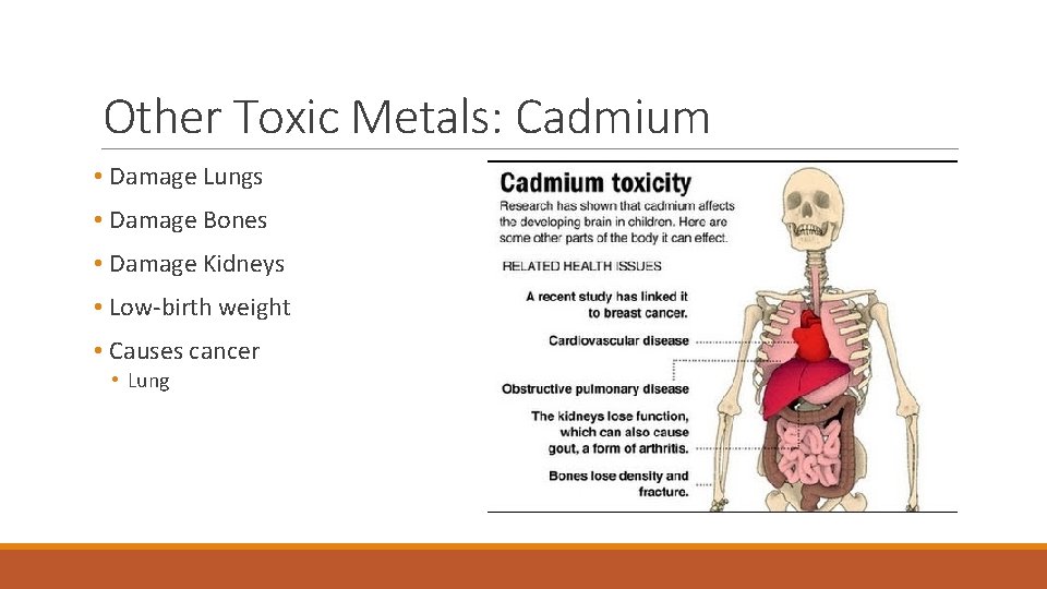 Other Toxic Metals: Cadmium • Damage Lungs • Damage Bones • Damage Kidneys •