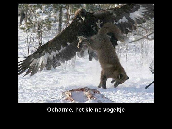 Ocharme, het kleine vogeltje 