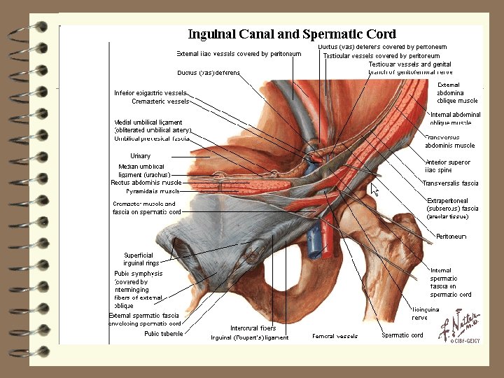 Trigonul Inghinal PATOLOGIA CHIRURGICALA A PERETELUI ABDOMINAL HERNIILE INGHINALE HERNIILE