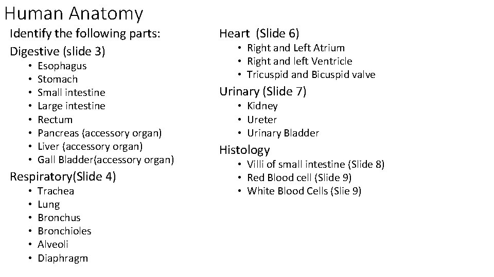 Human Anatomy Identify the following parts: Digestive (slide 3) • • Esophagus Stomach Small