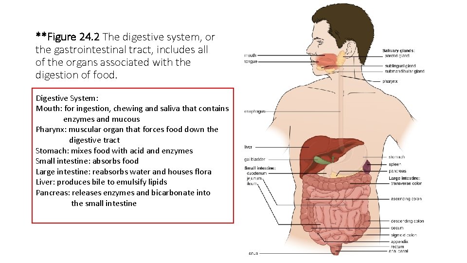 **Figure 24. 2 The digestive system, or the gastrointestinal tract, includes all of the