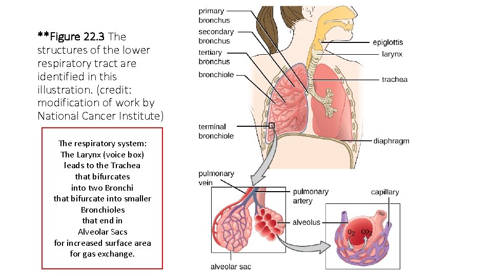 **Figure 22. 3 The structures of the lower respiratory tract are identified in this