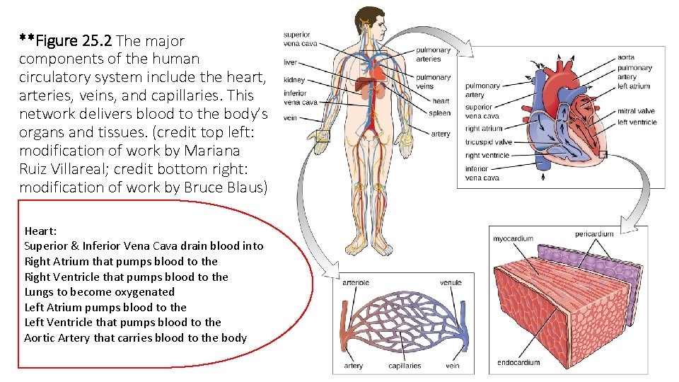 **Figure 25. 2 The major components of the human circulatory system include the heart,