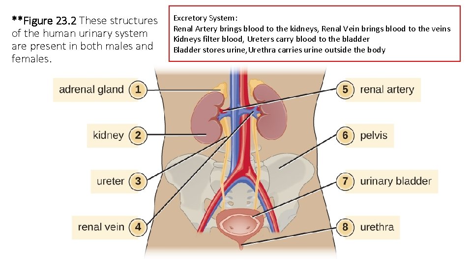 **Figure 23. 2 These structures of the human urinary system are present in both