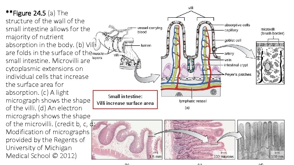 **Figure 24. 5 (a) The structure of the wall of the small intestine allows