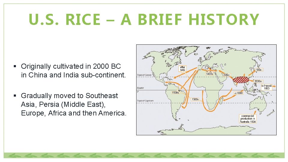 U. S. RICE – A BRIEF HISTORY § Originally cultivated in 2000 BC in