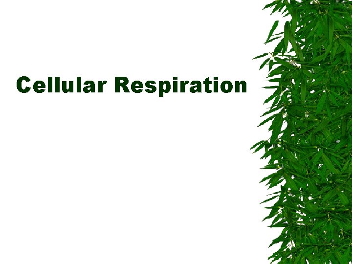 Cellular Respiration 