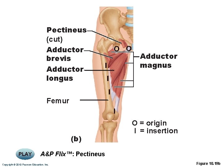 Pectineus (cut) Adductor brevis Adductor longus Adductor magnus Femur (b) PLAY O = origin