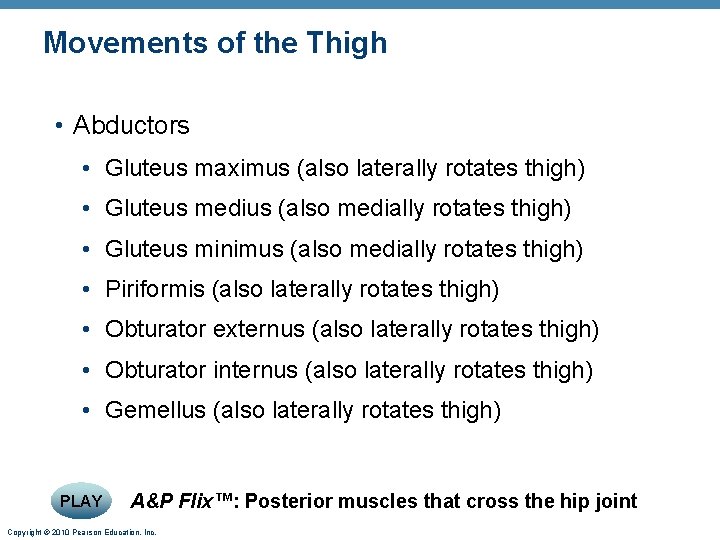 Movements of the Thigh • Abductors • Gluteus maximus (also laterally rotates thigh) •