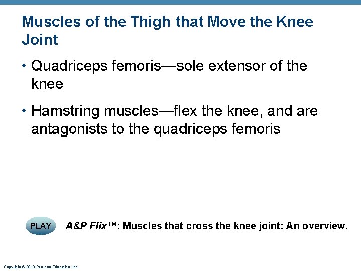 Muscles of the Thigh that Move the Knee Joint • Quadriceps femoris—sole extensor of