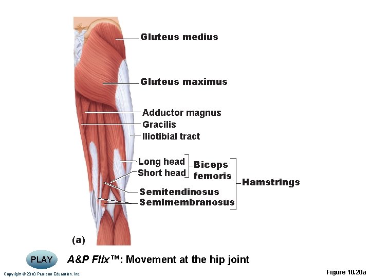 Gluteus medius Gluteus maximus Adductor magnus Gracilis Iliotibial tract Long head Biceps Short head