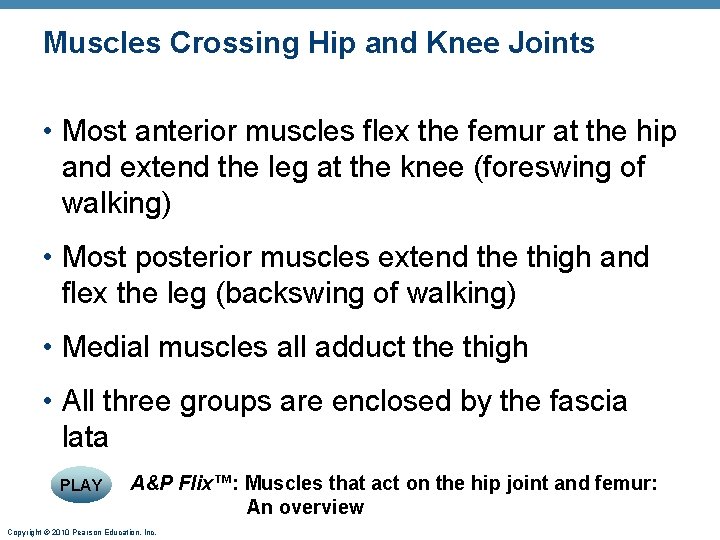 Muscles Crossing Hip and Knee Joints • Most anterior muscles flex the femur at