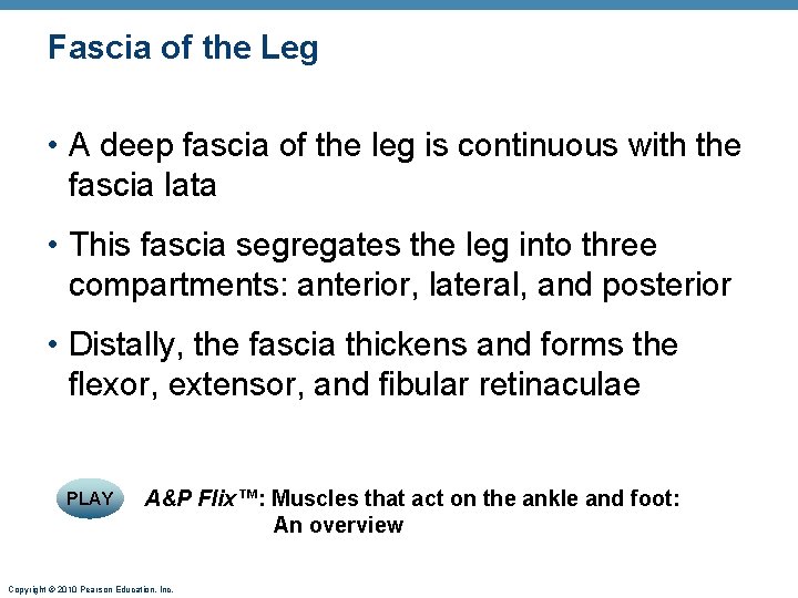 Fascia of the Leg • A deep fascia of the leg is continuous with