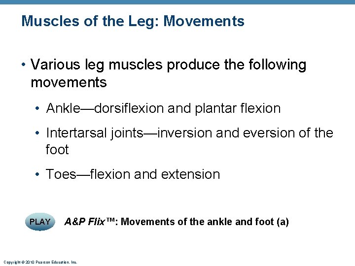 Muscles of the Leg: Movements • Various leg muscles produce the following movements •