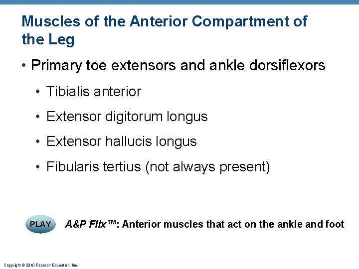 Muscles of the Anterior Compartment of the Leg • Primary toe extensors and ankle