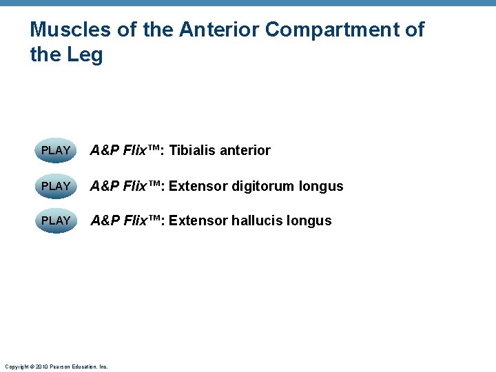 Muscles of the Anterior Compartment of the Leg PLAY A&P Flix™: Tibialis anterior PLAY